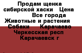 Продам щенка сибирской хаски › Цена ­ 8 000 - Все города Животные и растения » Собаки   . Карачаево-Черкесская респ.,Карачаевск г.